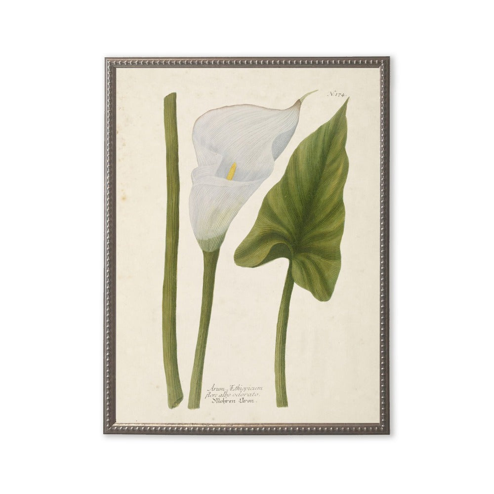 White Flower and Leaf in Silver-Beaded Frame - 24 x 18 inch