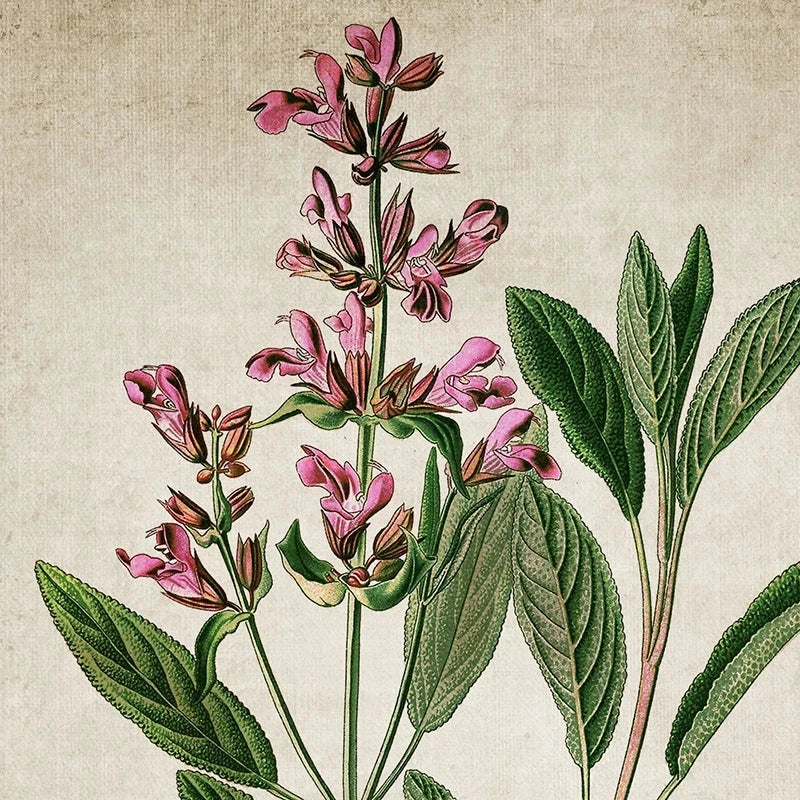 Vintage Herb Art Canvas Prints