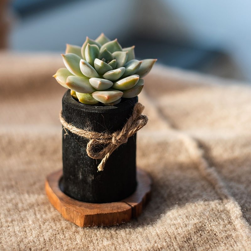 Desktop Charcoal Planter/Pen Holder with Wood Tray