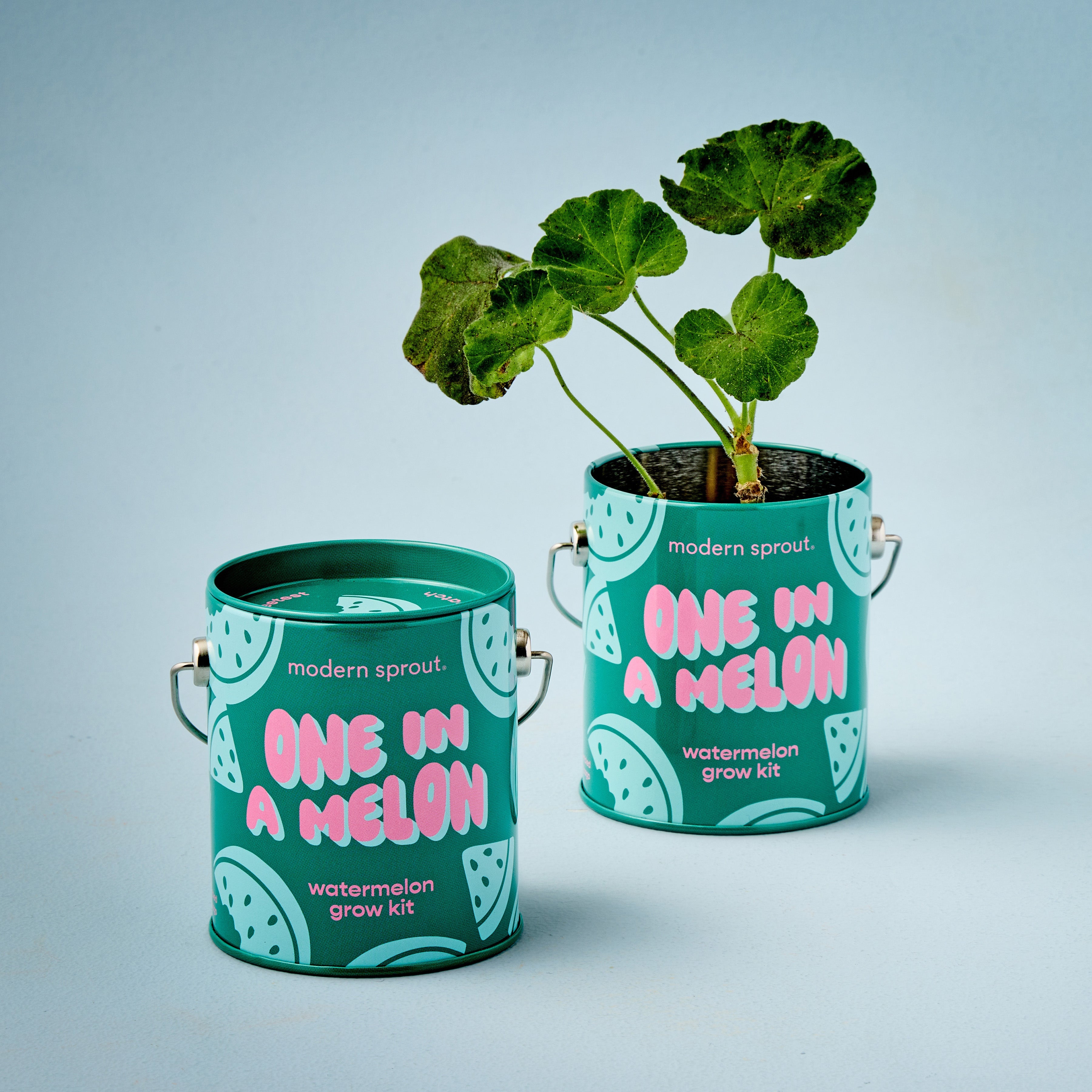 Playful Colors Grow Kits