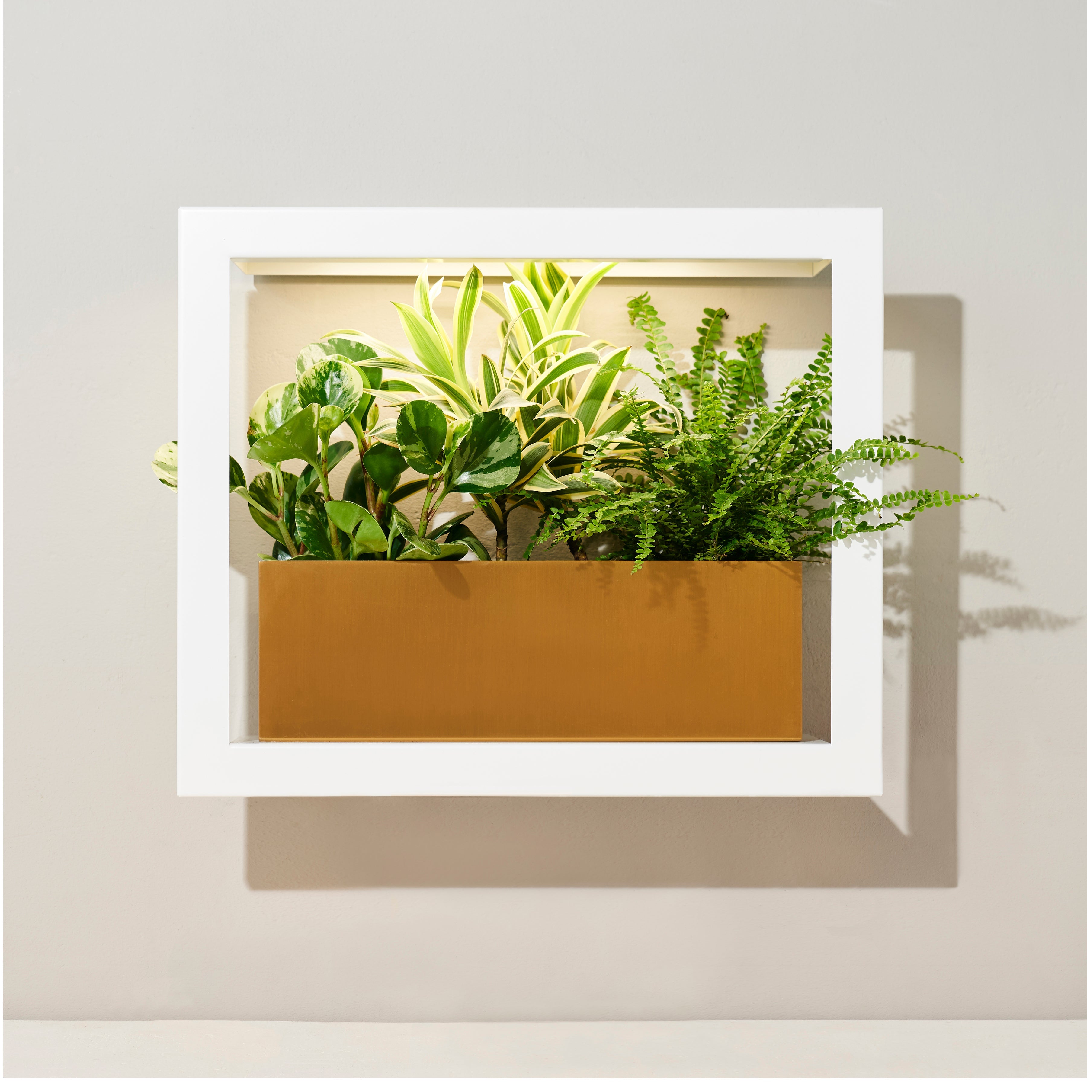 Smart Standard Growframe