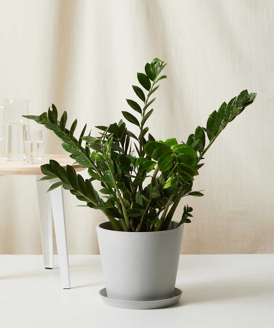 ZZ Plant