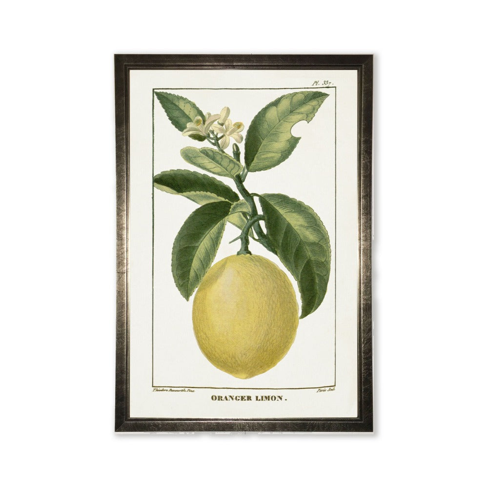 Lemon Plant in Silver Frame - 24 x 16 inch