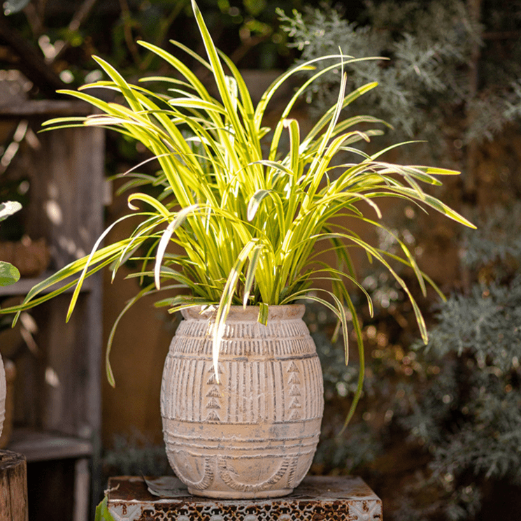 Plants & Planters