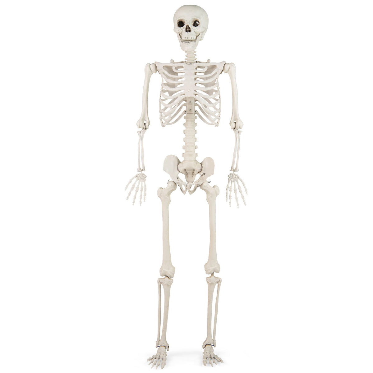 5.4 FT Life Size Posable Skeleton