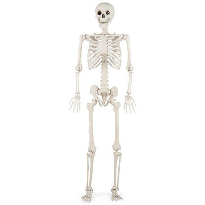 5.4 FT Life Size Posable Skeleton