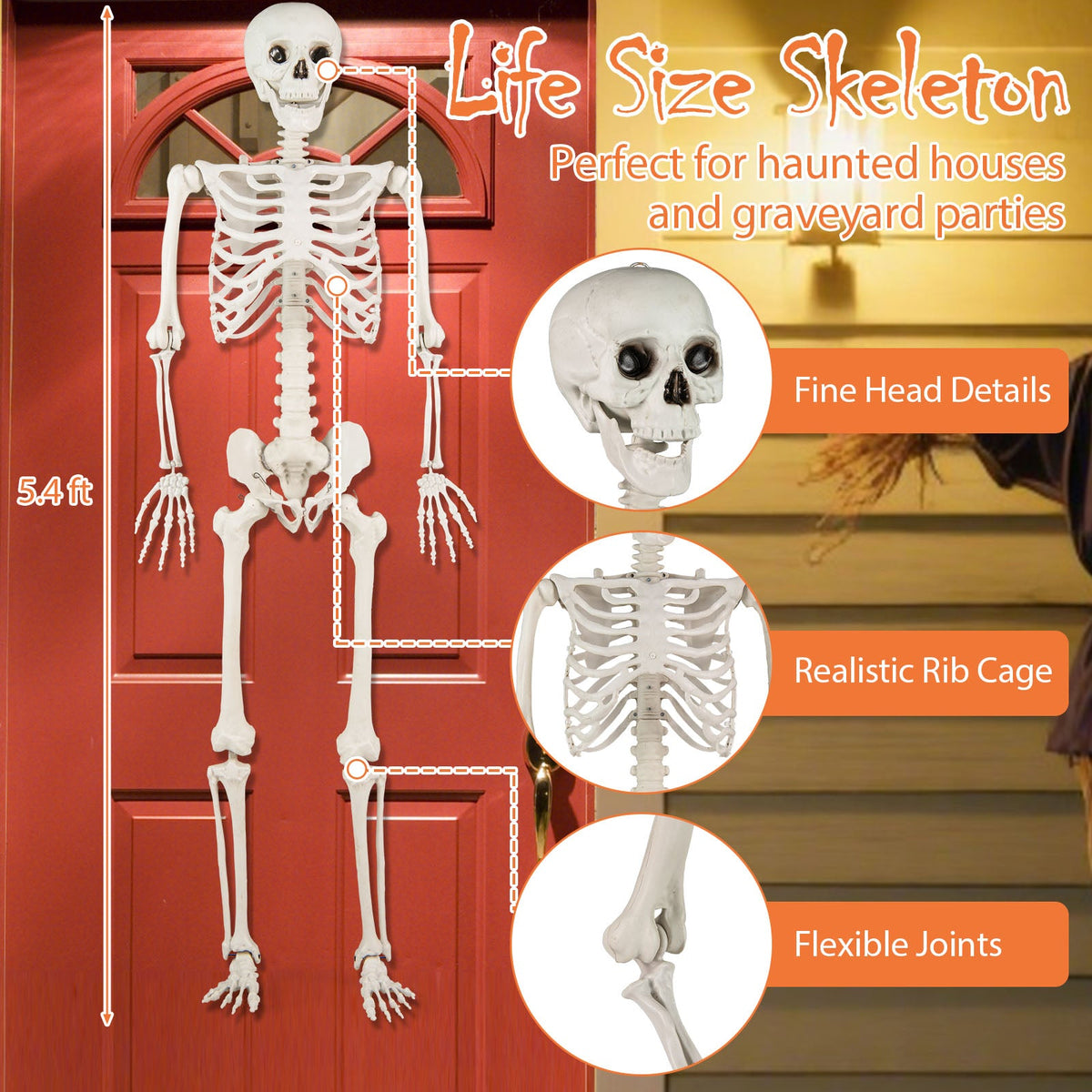 5.4 FT Life Size Posable Skeleton