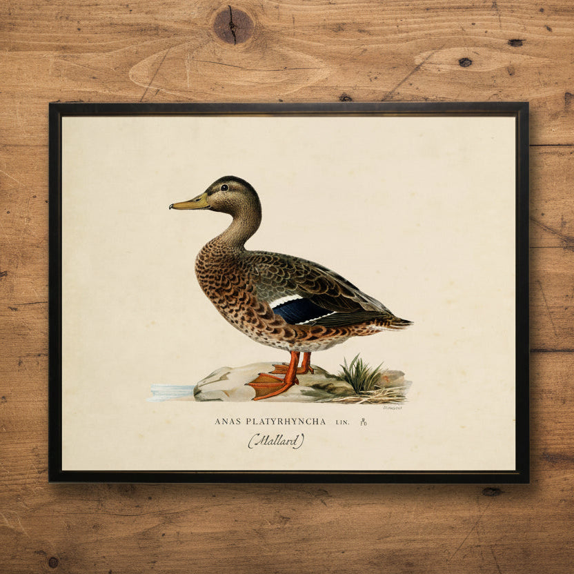Mallard Print in Copper and Black Frame - 20 x 16 inch