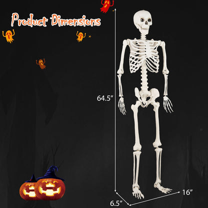 5.4 FT Life Size Posable Skeleton