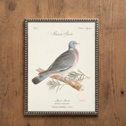 Wood Pigeon in Silver-Beaded Frame - 24 x 18 inches