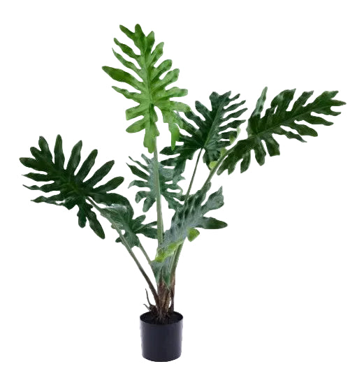 Potted Philodendron 35.5"H