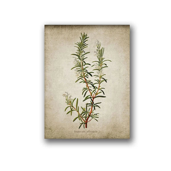 Vintage Herb Art Canvas Prints