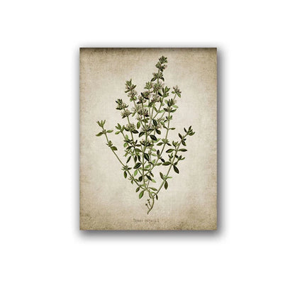 Vintage Herb Art Canvas Prints