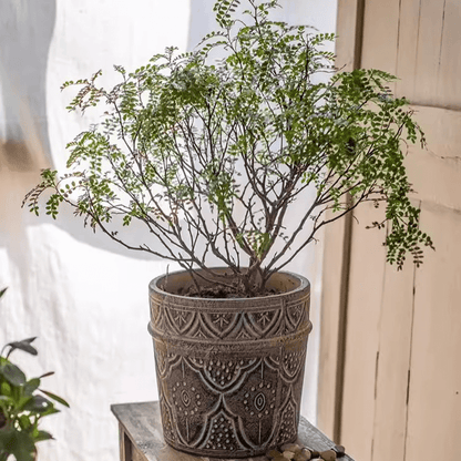 Classic Element Art Planter Clay Flowerpot
