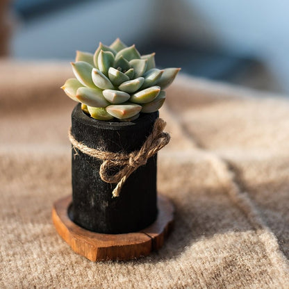 Desktop Charcoal Planter/Pen Holder with Wood Tray