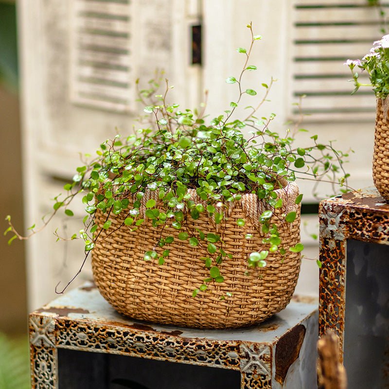 Lady Faux Straw Basket Cement Planters