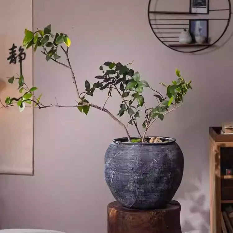 Sierra Round Clay Pot Planters