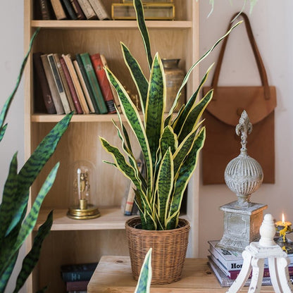 Potted Faux Artificial Yellow Edged Leaf Snake Plant
