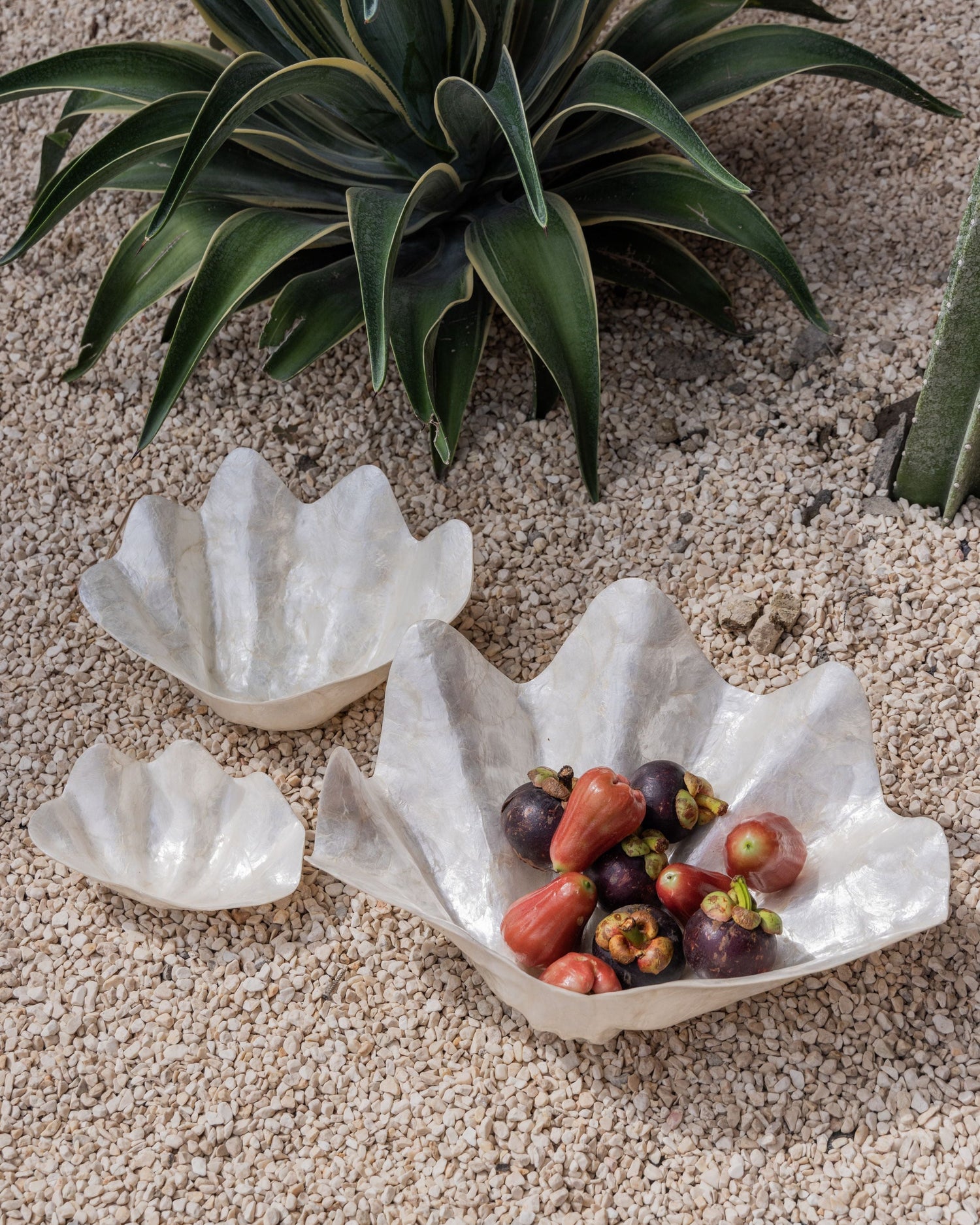 Clam Shell Bowl - 3 Sizes