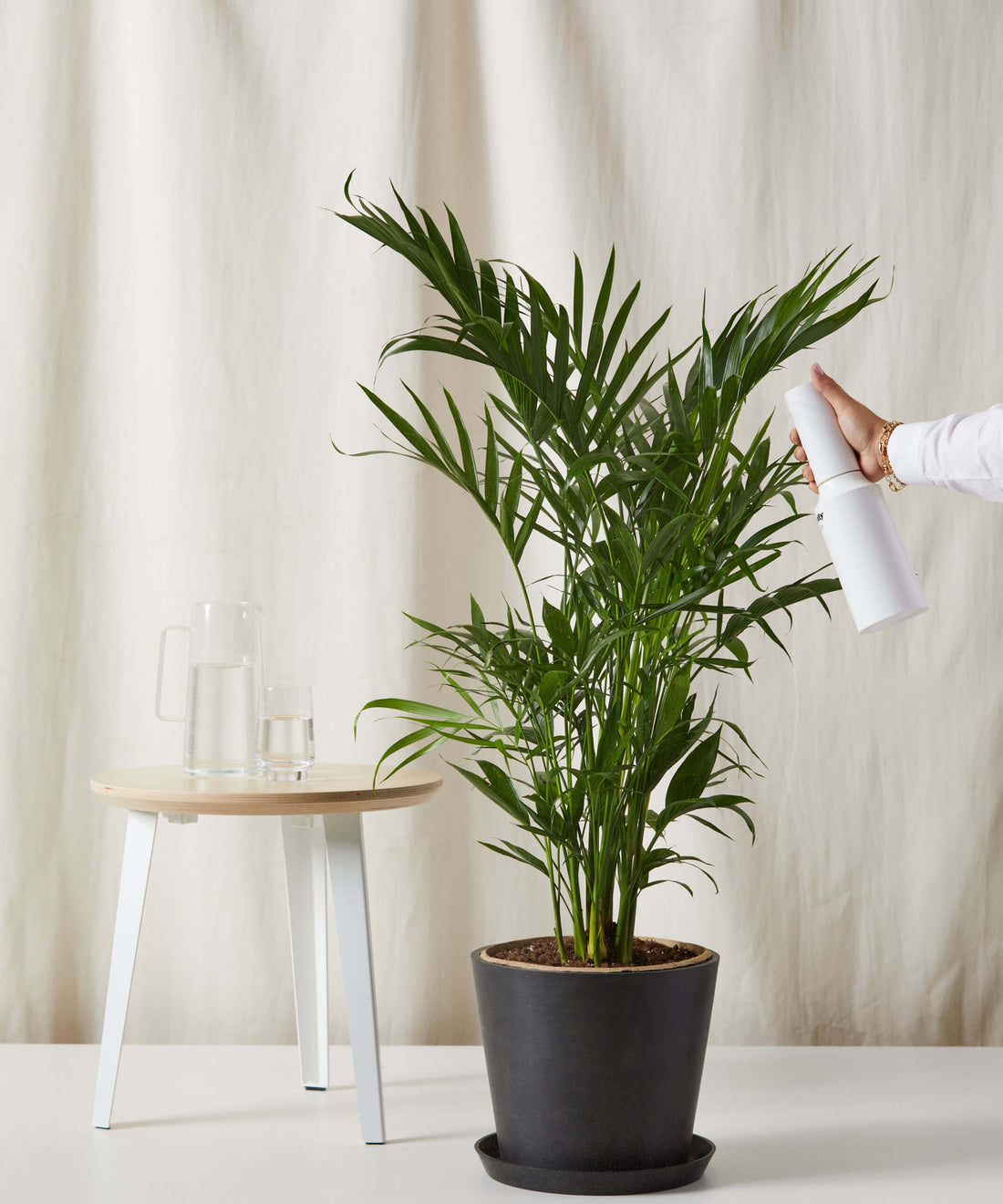 Cat Palm