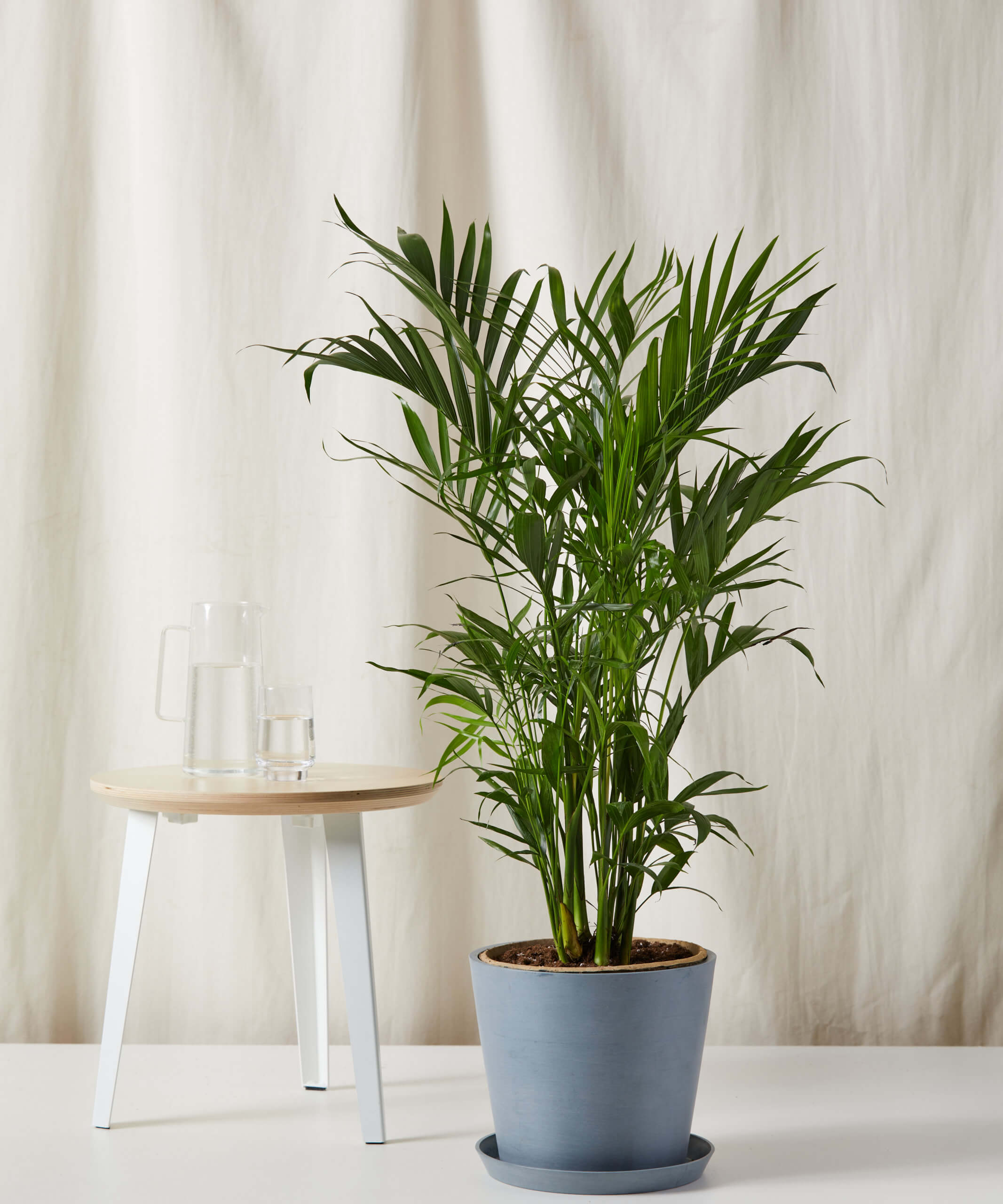 Cat Palm
