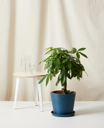 Money Tree