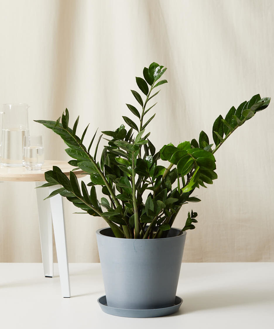ZZ Plant