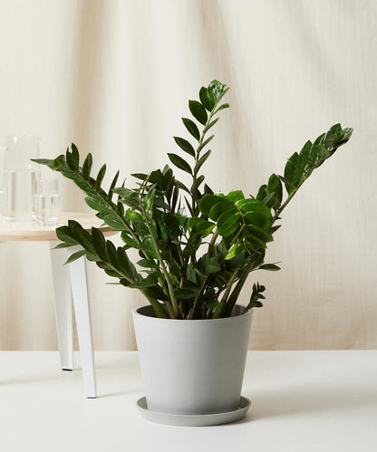 ZZ Plant