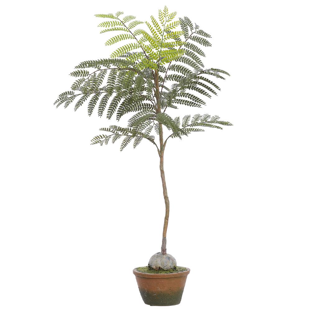 30" Jacaranda Fern Plant in Cement Pot