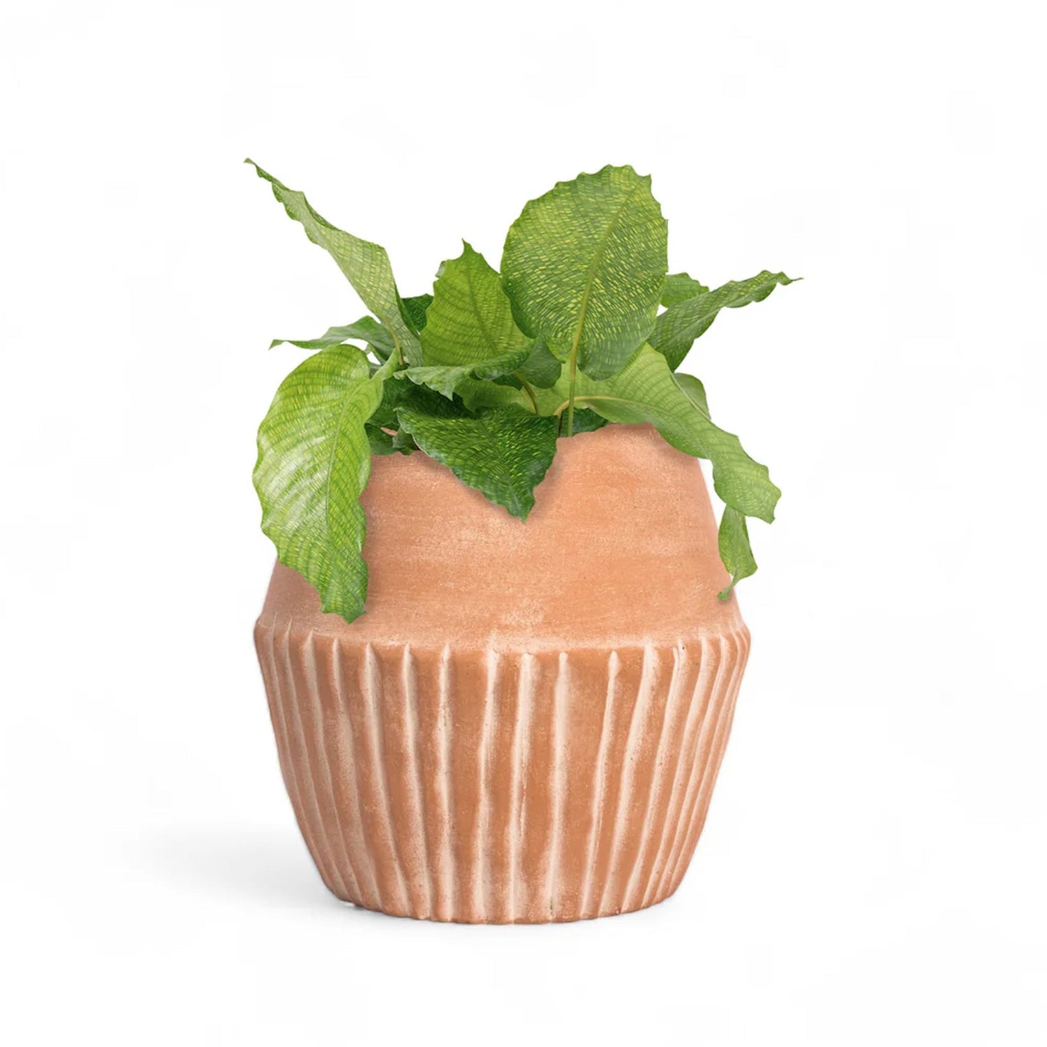 Valentina Terracotta Planter