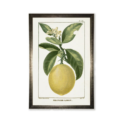 Lemon Plant in Silver Frame -  24 x 16 inch