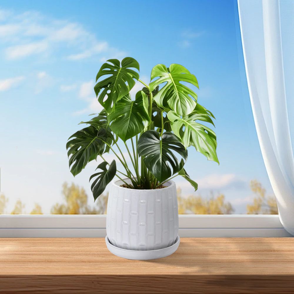 Set of 2 Patterned Ceramic Planters - White