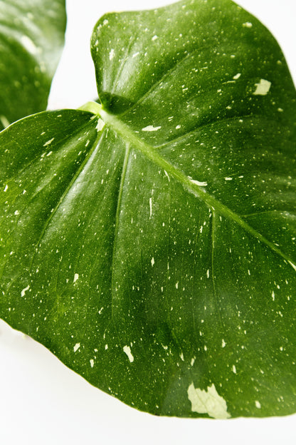 Monstera Thai Constellation