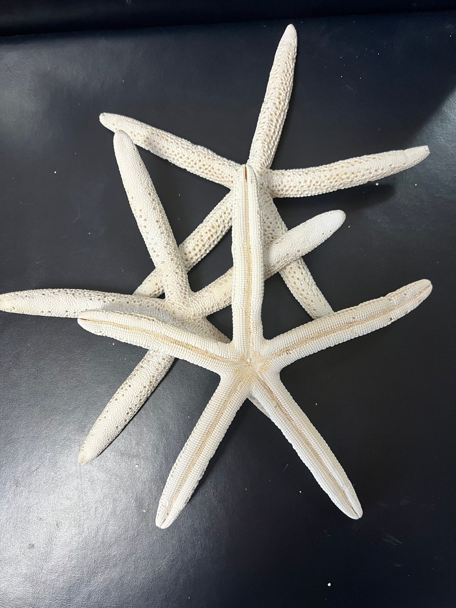 White Pencil Finger Starfish 6-8", 8-10"