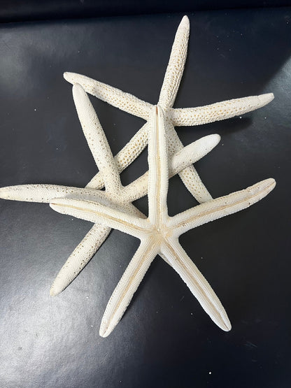 White Pencil Finger Starfish 6-8", 8-10"