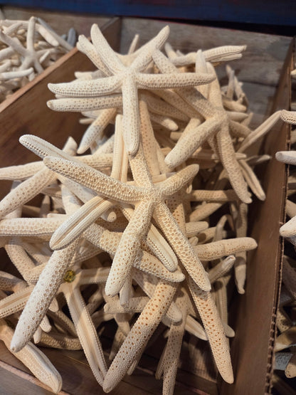 White Pencil Finger Starfish 6-8", 8-10"